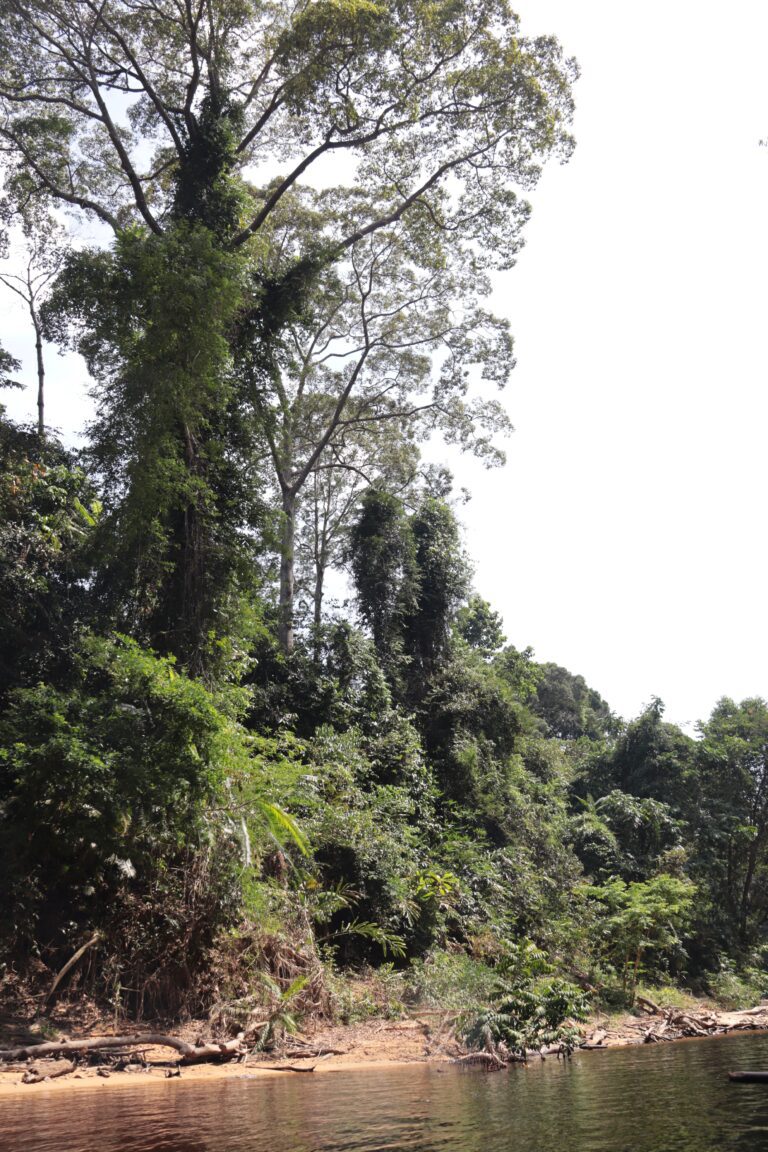 Taman Negara