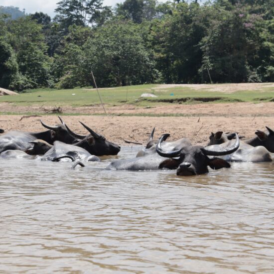 Taman Negara, Maleisie, waterbuffels