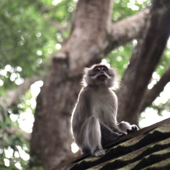 Taman Negara aap