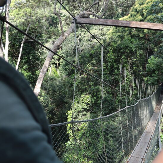 Taman Negara hangbrug jungle