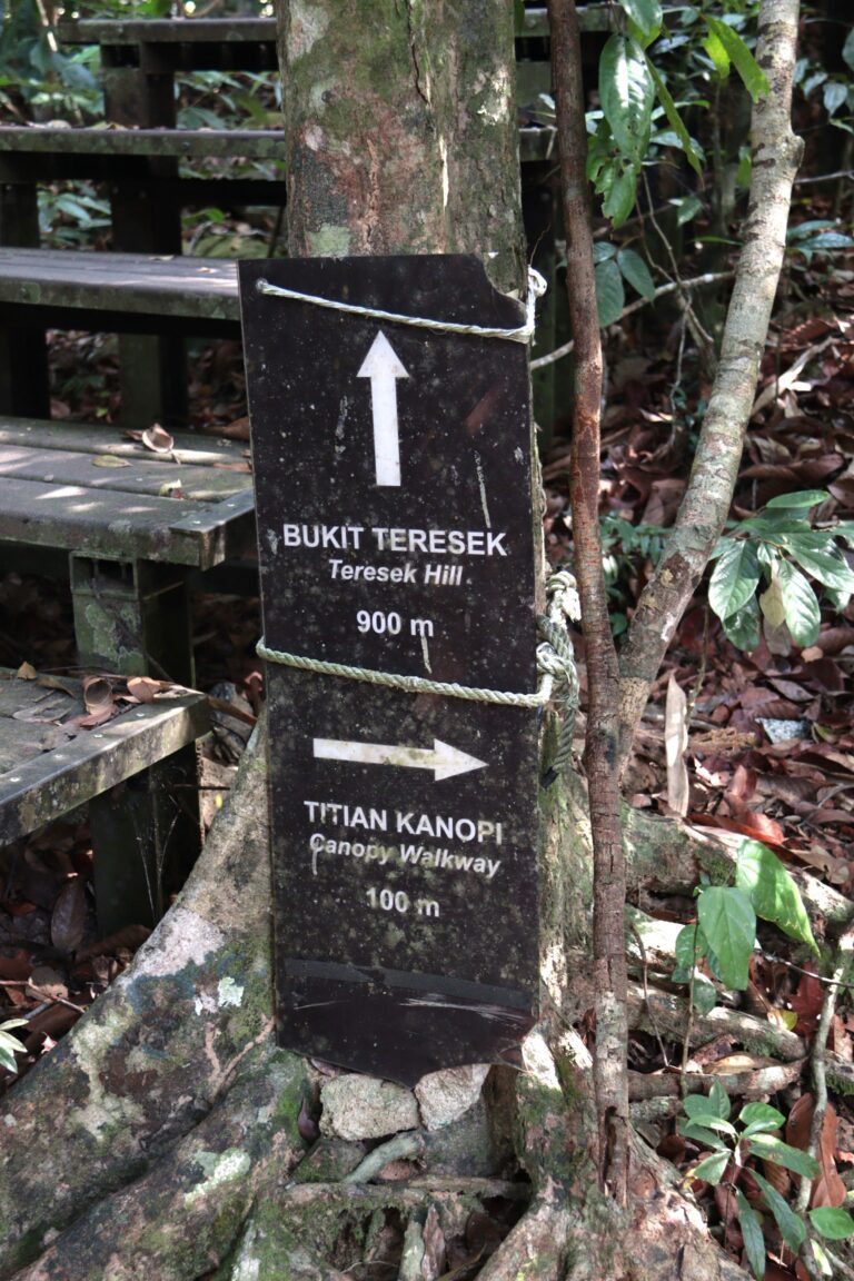 Taman Negara hike