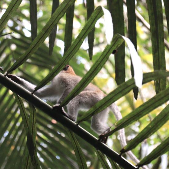 Taman Negara jungle aap