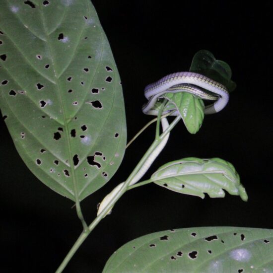 Taman Negara jungle avond tour