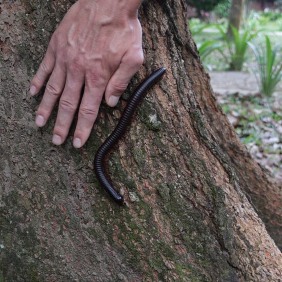 Taman Negara jungle miljoenpoot