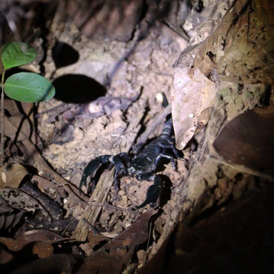 Taman Negara jungle schorpioen