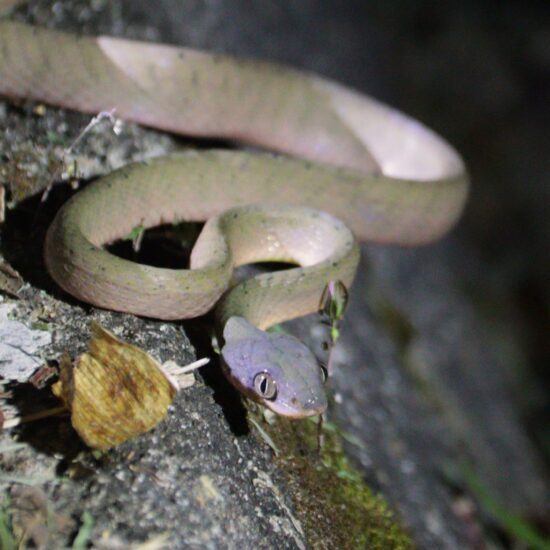 Taman Negara jungle slang nacht