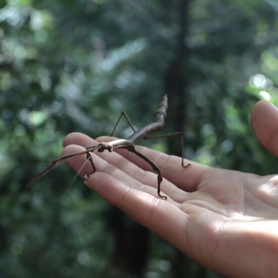 Taman Negara jungle wandelende tak