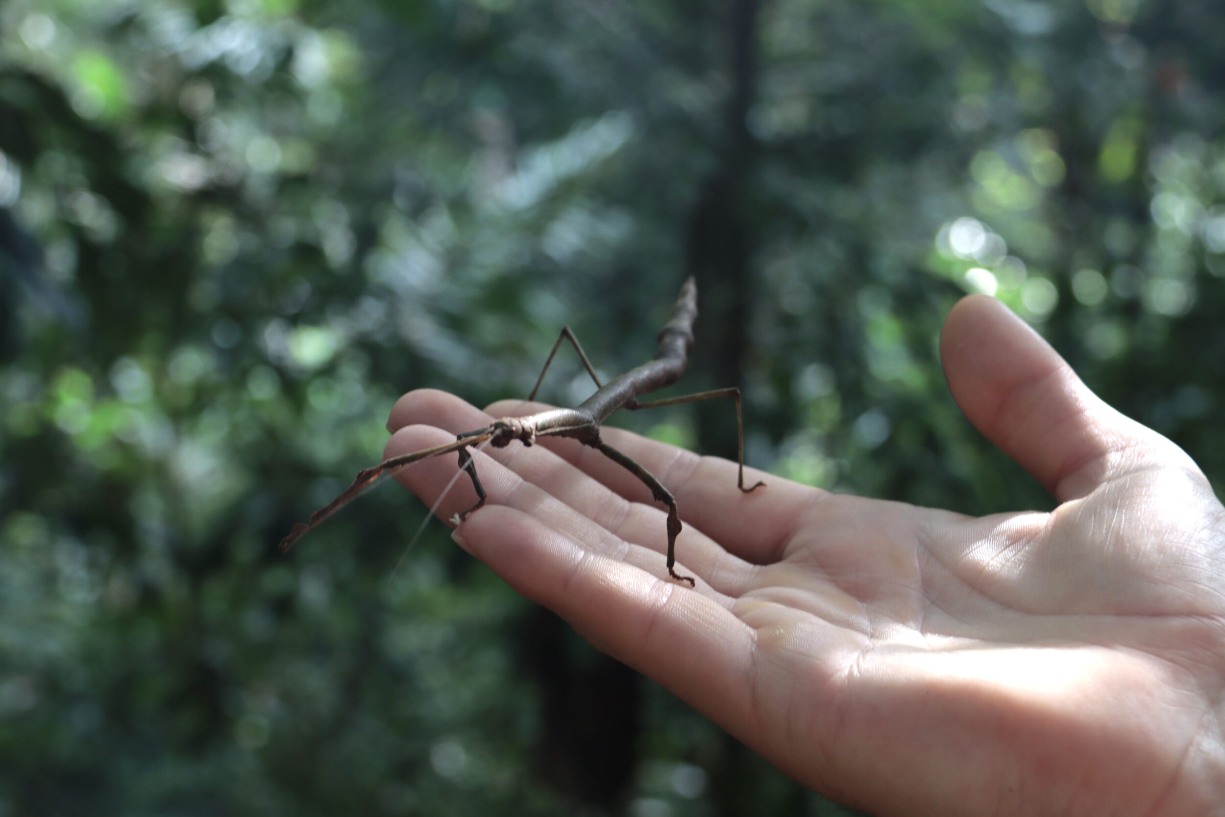 Taman Negara jungle wandelende tak