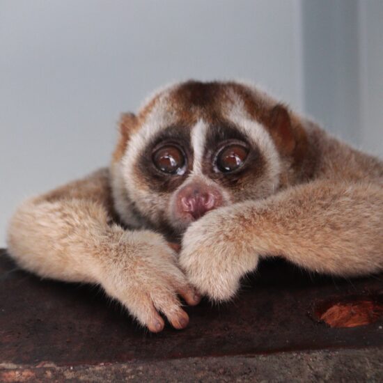 Taman Negara, slow loris