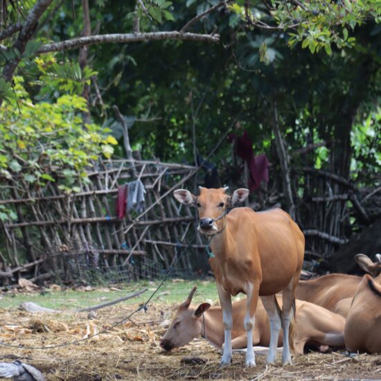 koeien Gili Asahan