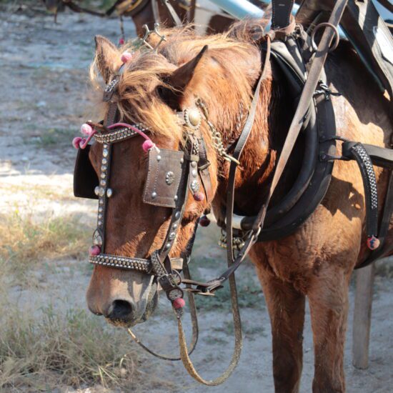 paard en wagen gili meno