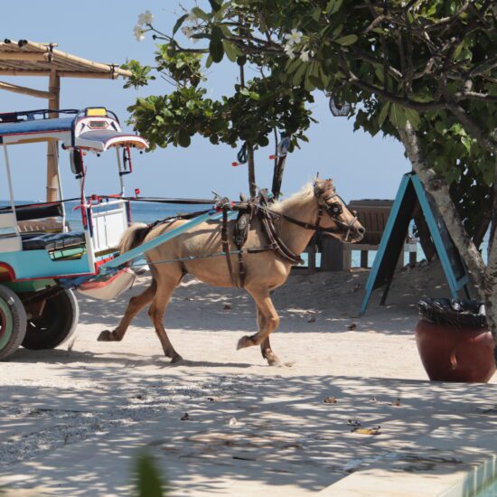 paard en wagen lombok