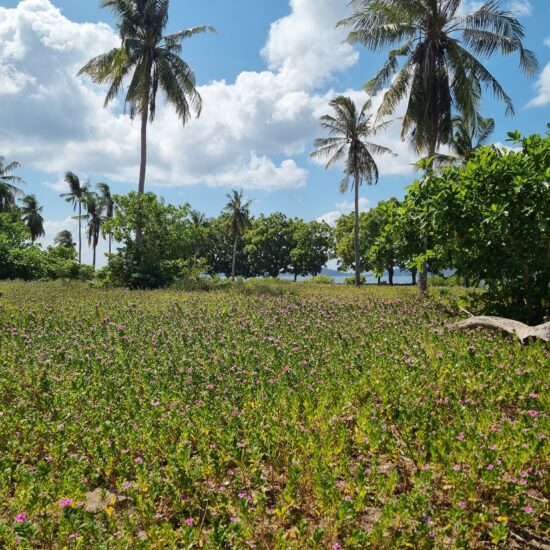 palmbomen gili asahan