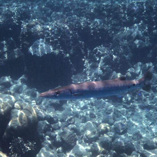 barracuda ambon morella