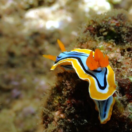 nudibranch ambon