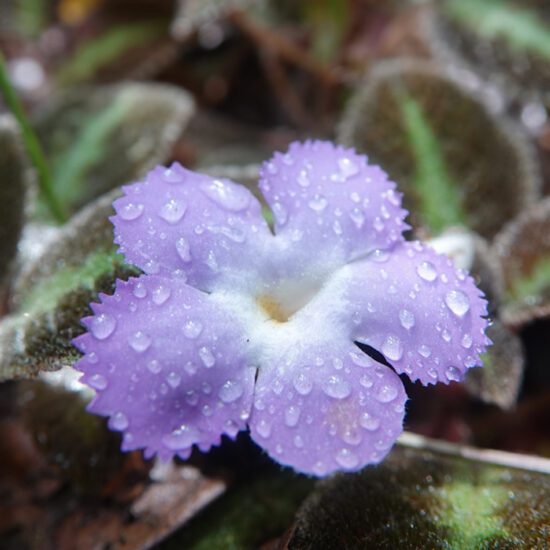 paars bloempje met regen