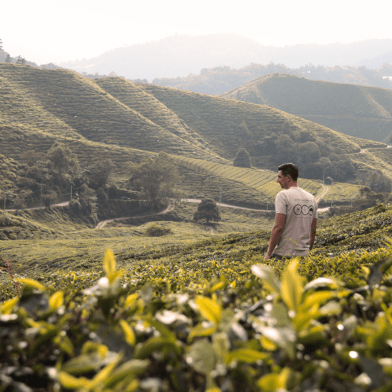 Cameron Highlands Maleisië