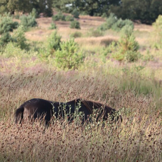 Exmoorpony heide