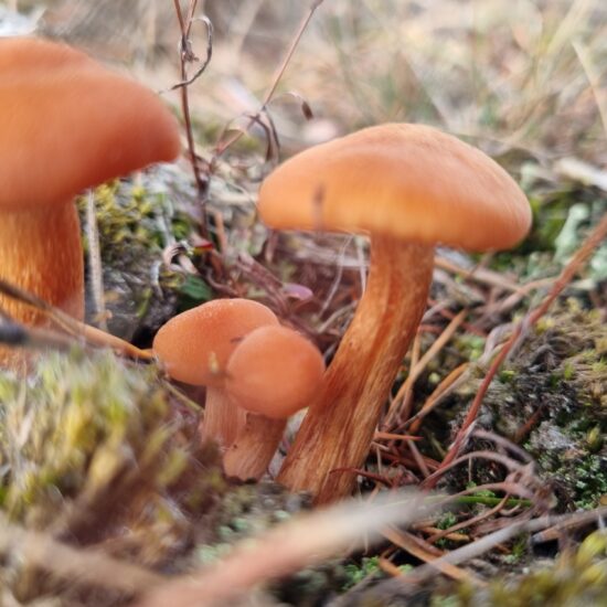 Herfst Aekingerzand