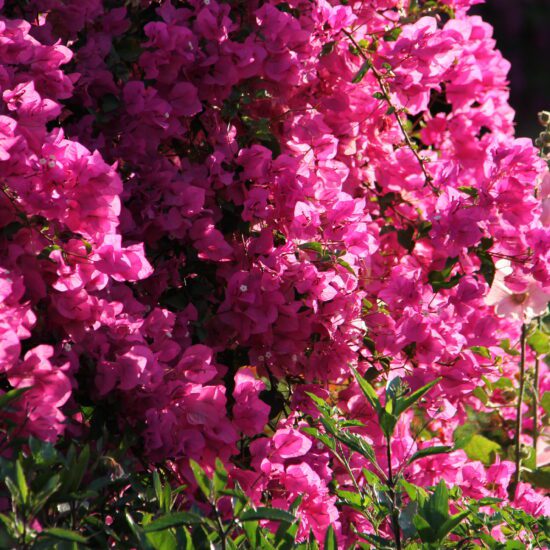 bloemen marsa alam