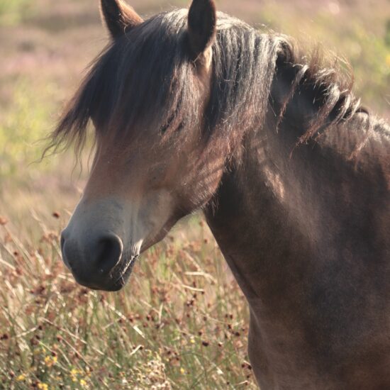 dartmoor pony aekingerzand