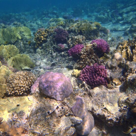 snorkelen marsa alam koraal