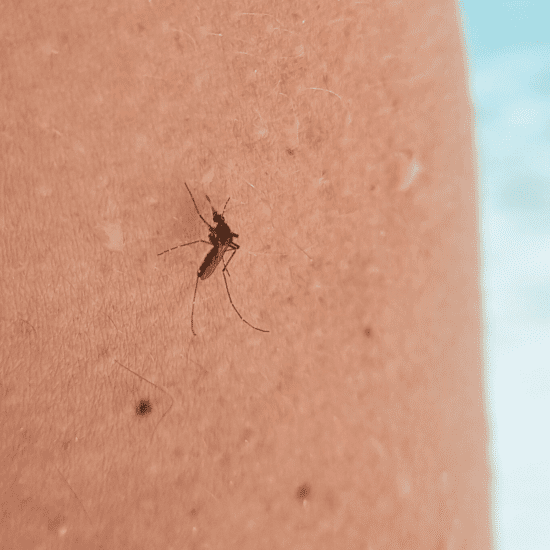 dengue