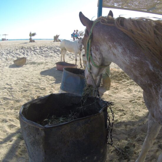 paardrijden Marsa Alam