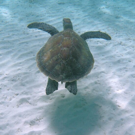 schildpad marsa alam