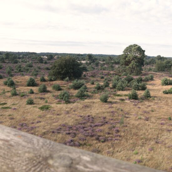 uitzicht heide uitkijktoren Aekingerzand