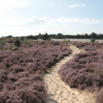 wandelen aekingerzand appelscha drents friese wold