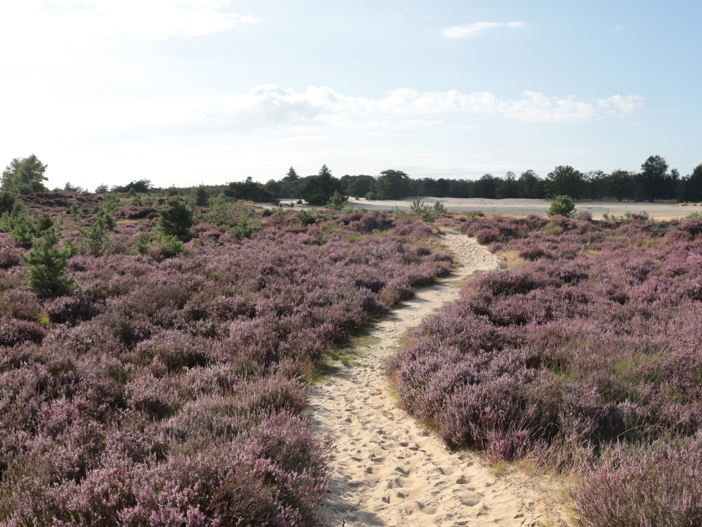 wandelen aekingerzand appelscha drents friese wold