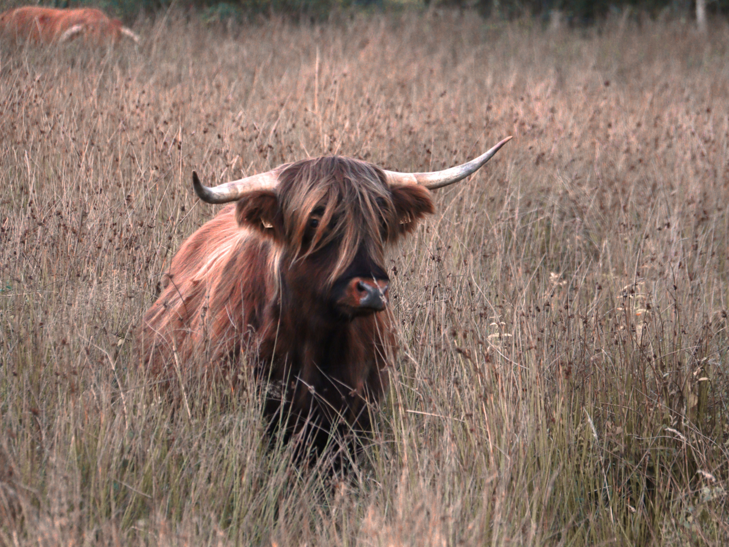 Doldersummerveld