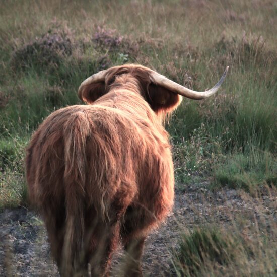 Schotse hooglander natuurgebied