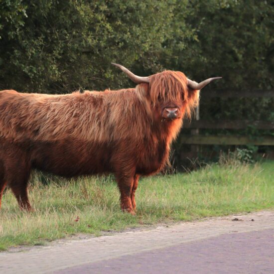 Schotse hooglander op weg Doldersum