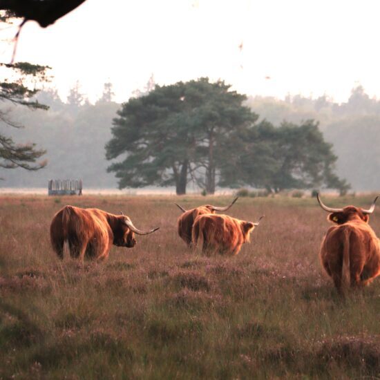 Schotse hooglanders