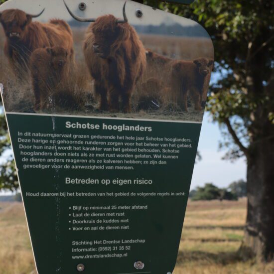 Schotse hooglanders Doldersummerveld