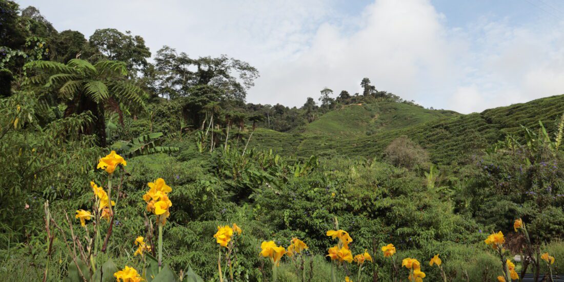 Theevelden Cameron Highlands tour