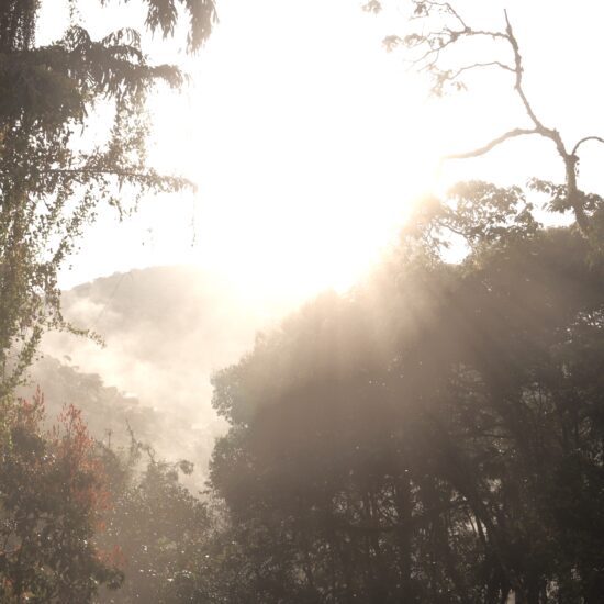 Zonsopgang Cameron Highlands Maleisie