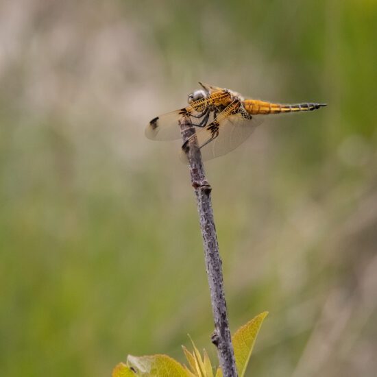 libelle op takje