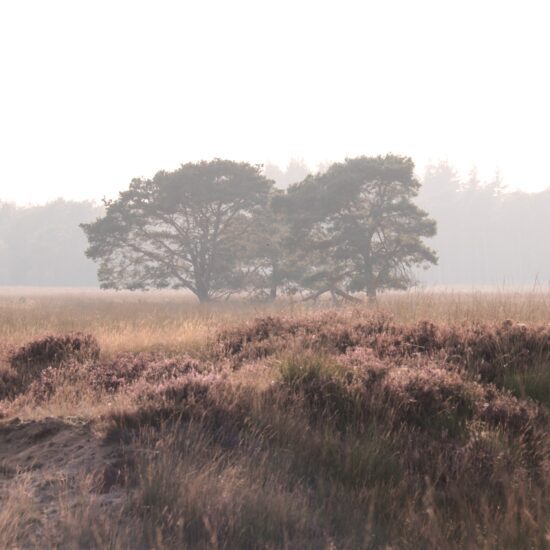 natuur Doldersum