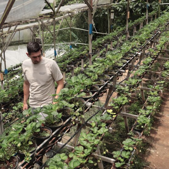 plantage aardbeien Maleisie