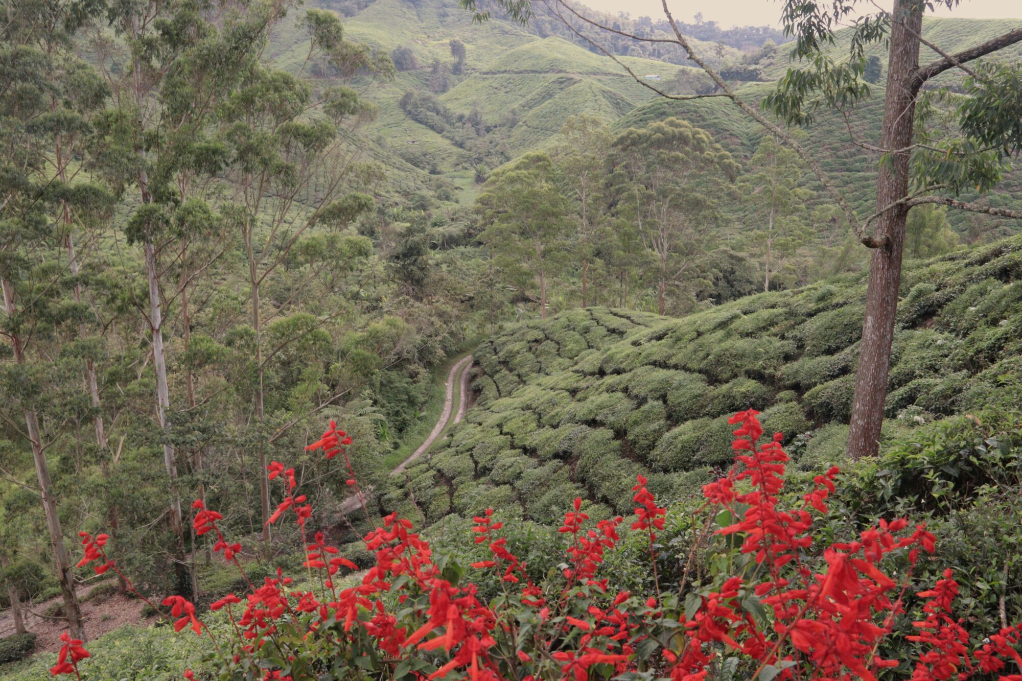 theeplantage en bloemen Cameron Highlands