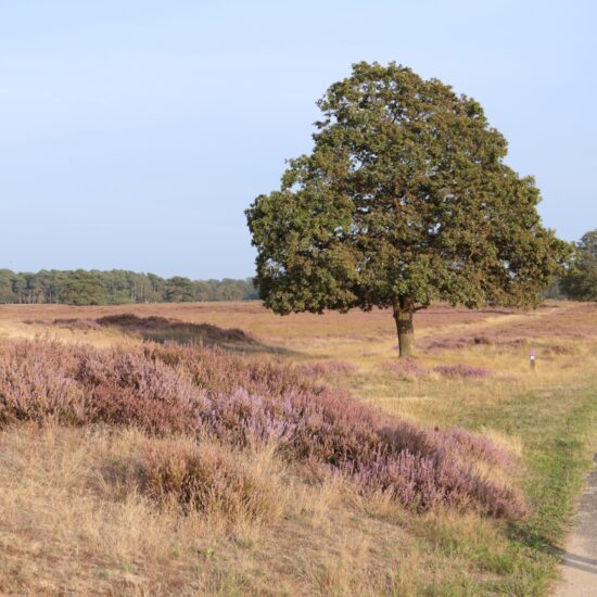 wandelpad Doldersummerveld