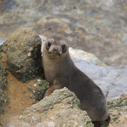 Zeeleeuw pup nieuw-zeeland zuidereiland