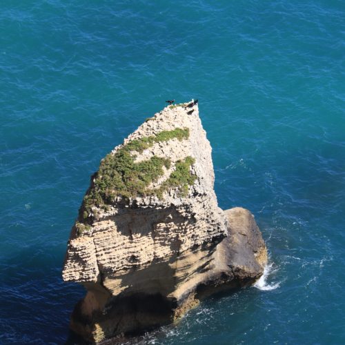 haaienvin closeup rots barbate