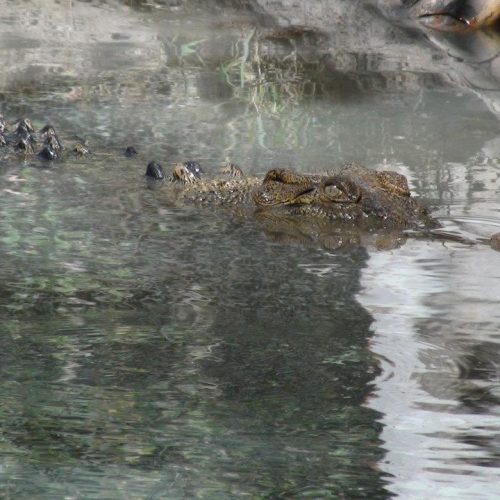 krokodil kakadu