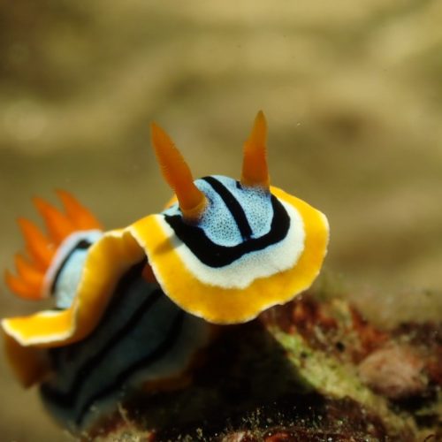 nudi
